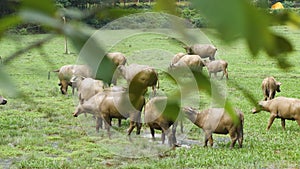 A group of dirty water buffalo or carabao grazing in country field of northern Vietnam.