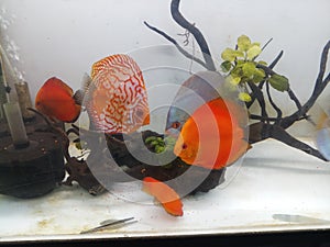 Group of discus fishes in aquarium looking nice