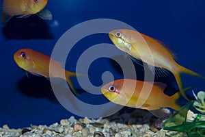 Group of Dispar Anthias photo