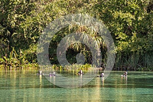 Group of divers at Alexander Springs Ocala National Forest Florida USA