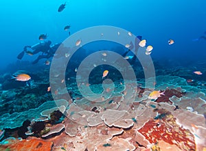 Group of divers going deep