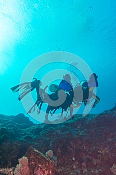 Group of divers going deep