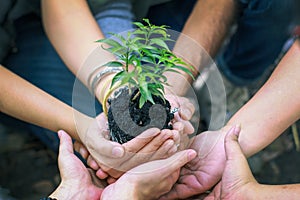 Group of Diverse People Planting Tree Together,Cupping plant nature Environmental