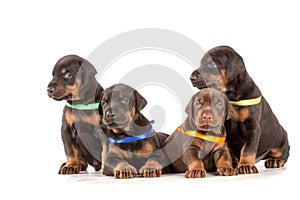 Group of dobermann puppies