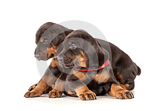 Group of dobermann puppies