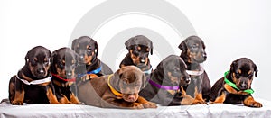 Group Of Dobermann Puppies