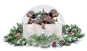 Group of dobermann puppies in box on fur tree