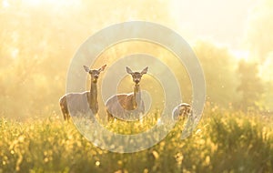 A group of Doe in the meadow during the rut