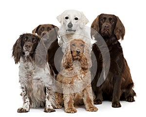 Group of dogs