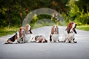 Gruppo da cane da caccia 