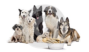 Group of dogs with a bowl full of bones