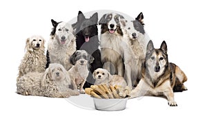 Group of dogs with a bowl full of bones