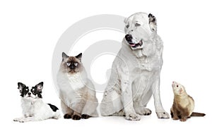 Group of dogs, cat and ferret photo