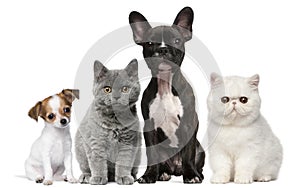 Group of dogs and cats in front of white
