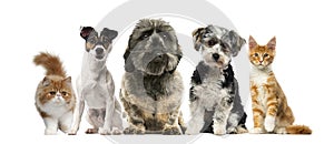 Group of dogs and cats