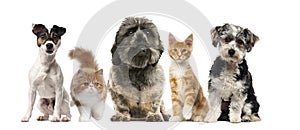 Group of dogs and cats in front of a white background
