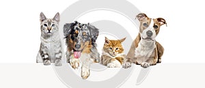 Group of dogs and cats leaning together on a empty web banner to place text