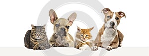 Group of dogs and cats leaning together on a empty web banner to place text