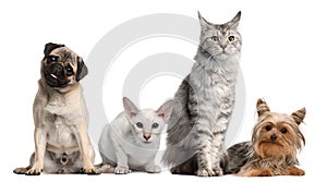 Group of dogs and cats sitting in front of white