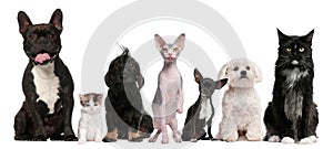 Group of dogs and cats sitting in front of white