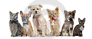 Group of dogs and cats sitting