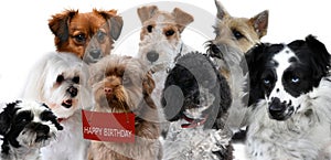 Group of dogs congratulate on birthday