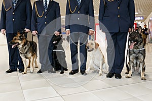 A group of dogs for detecting drugs at the airport standing near the customs officers
