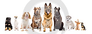 Group of dogs of different breeds