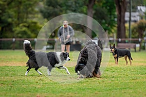 Group of dogs, different breeds, playing in the park