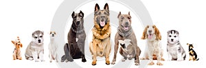 Group of dogs of different breeds sitting together