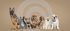 Group of dogs of different sizes and breeds looking at the camera, some cute, panting or happy, together in a row on brown pastel