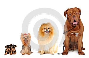 Group of dogs different sizes isolated