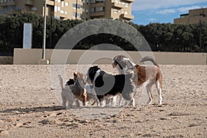 Group of dogs, Dog friends meeting on beach.