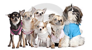 Group of dogs dressed-up
