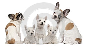 Group of dogs in front of white background