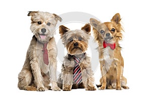 Group of dogs in front of a white background