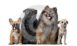 Group of dogs in front of a white background