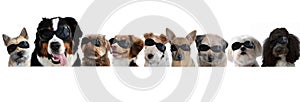 Group of dogs with goggles