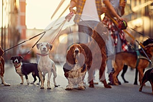 Group of dogs with man and leash ready to go for a walk