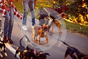 Group of dogs with man and woman and leash ready to go for a walk