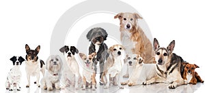 Group of dogs photo