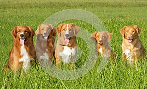 Group of dogs Nova scatia duck tolling retriever