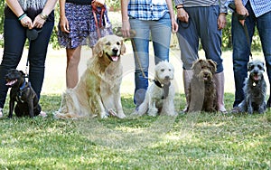 Group Of Dogs With Owners At Obedience Class