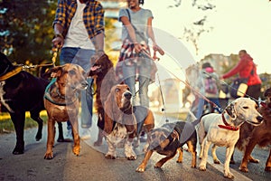 Group of dogs in the park walking with dog walker