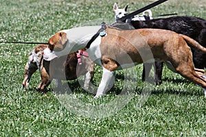 Group of Dogs Playing