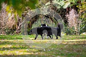 Group of dogs playing around in the park