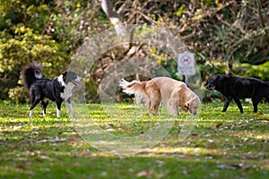 Group of dogs playing around in the park