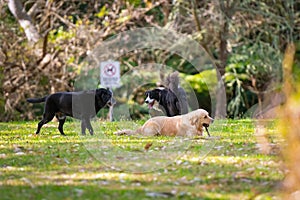 Group of dogs playing around in the park