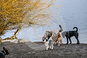 Group of dogs playing on beach of Lake Washington in off leash dog park in Luther Burbank Park on Mercer Island, WA