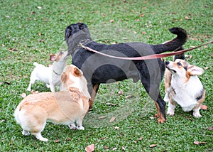 Group of dogs playing in the field. Dog social concept